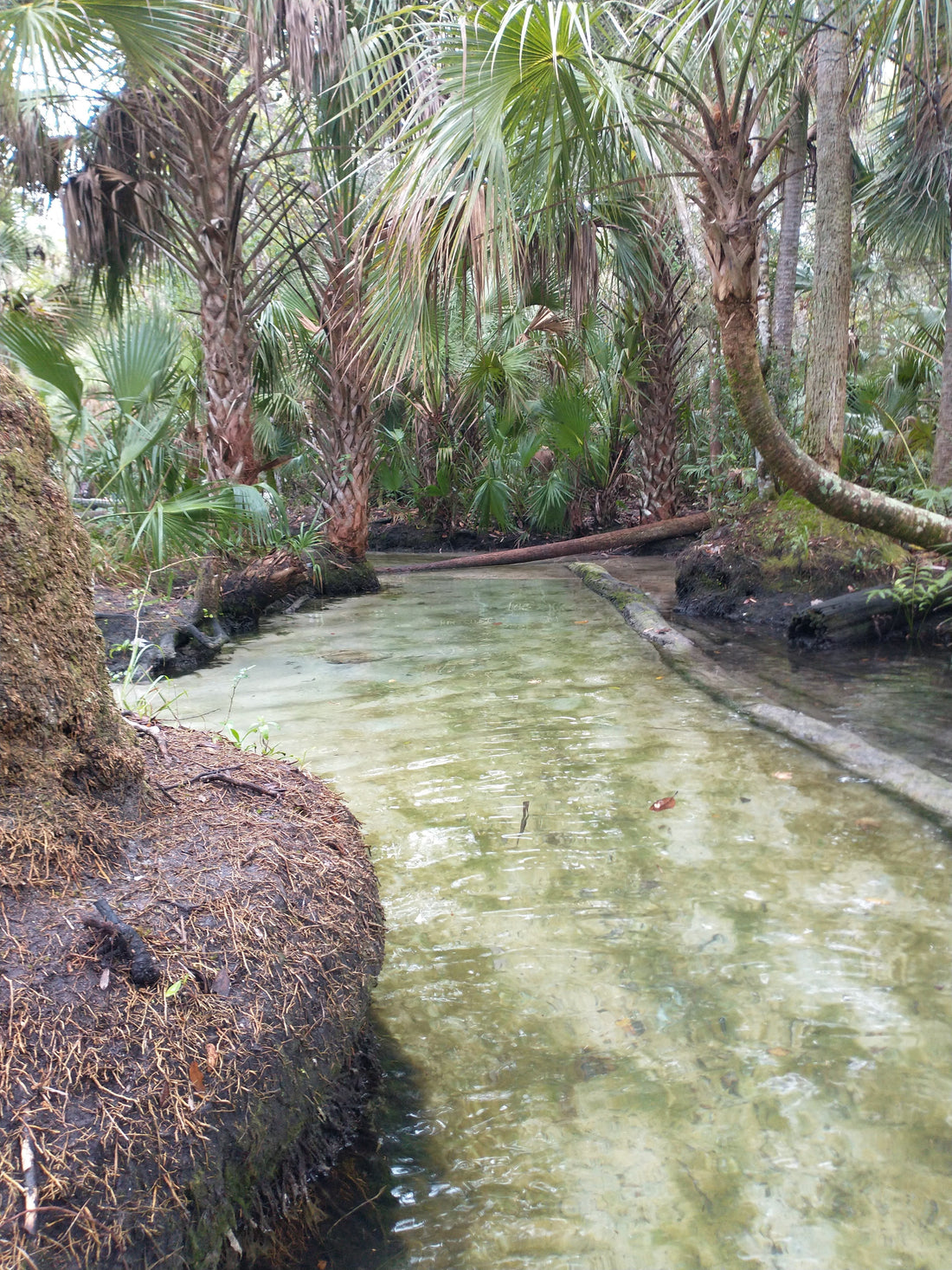 Month 1: Chassahowitzka & The Seven Sisters Springs — The Full Guide